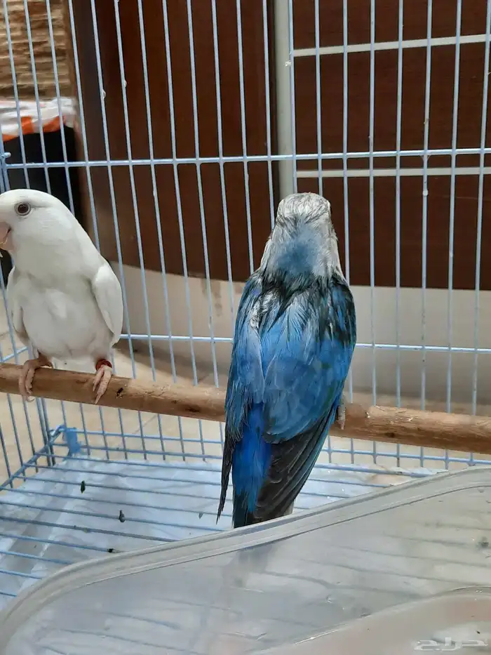 طقطق زوجين ابيض و ازرق 5
