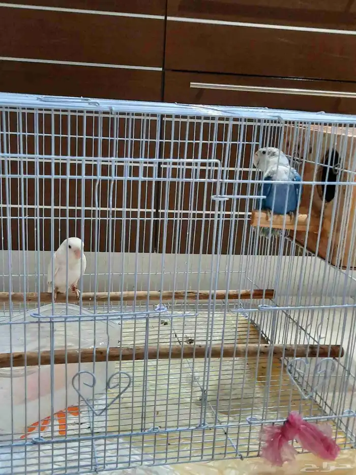 طقطق زوجين ابيض و ازرق 2