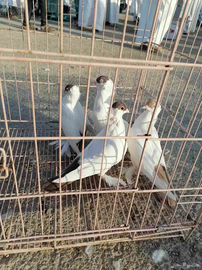 حمام بالوني. منتج. 3