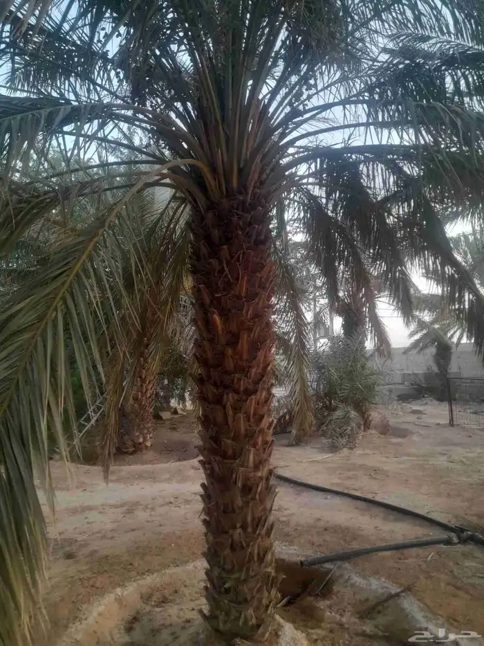 نخل طول للبيع من 3 متر وفوق الرياض وضواحيها 0