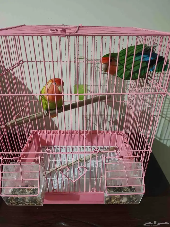 زوج روز 2