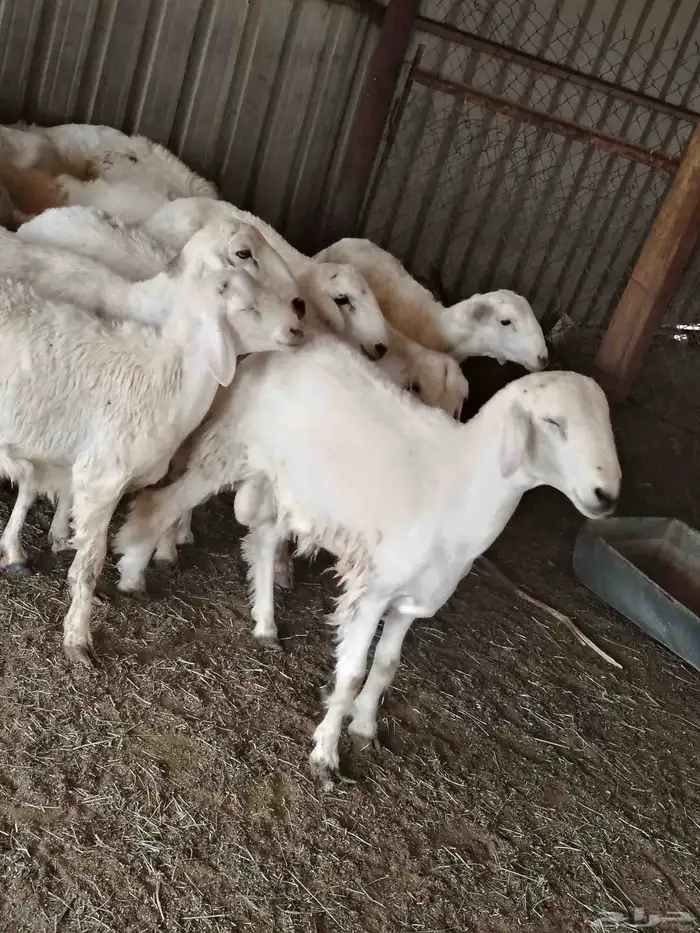 بهم حري شحم فل وست غنم. سديس 2
