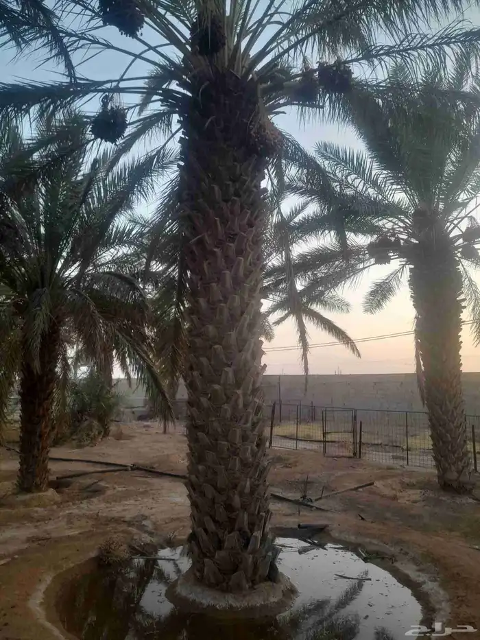 نخل طول للبيع من 3 متر وفوق الرياض وضواحيها 1