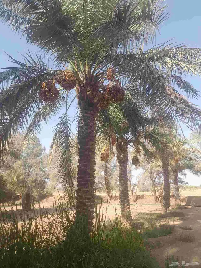 نخل طول للبيع من 3 متر وفوق الرياض وضواحيها 2