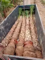نخل عربي وشنطني وترحيل الميته وقص اليابس أسعارنا مناسبه 1
