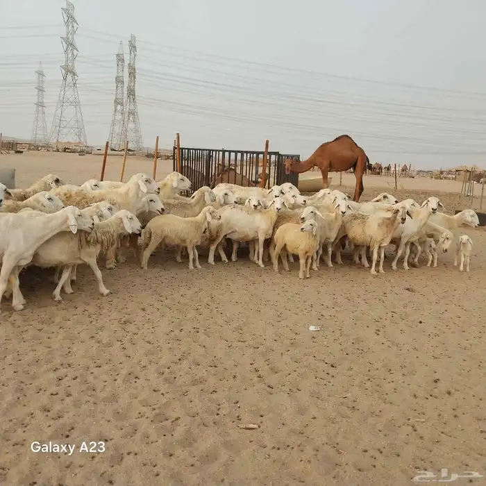 أعرض لكم غنم حريات خلفات وجنب العدد 37تحتها 18الغنم طيبه بال 6