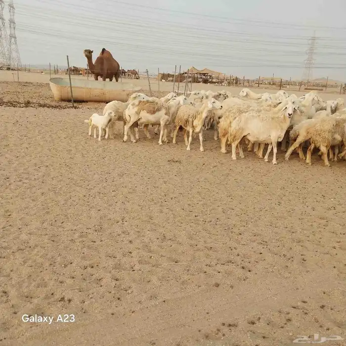 أعرض لكم غنم حريات خلفات وجنب العدد 37تحتها 18الغنم طيبه بال 1