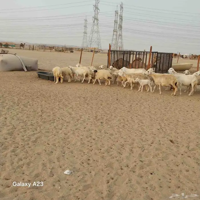 أعرض لكم غنم حريات خلفات وجنب العدد 37تحتها 18الغنم طيبه بال 3