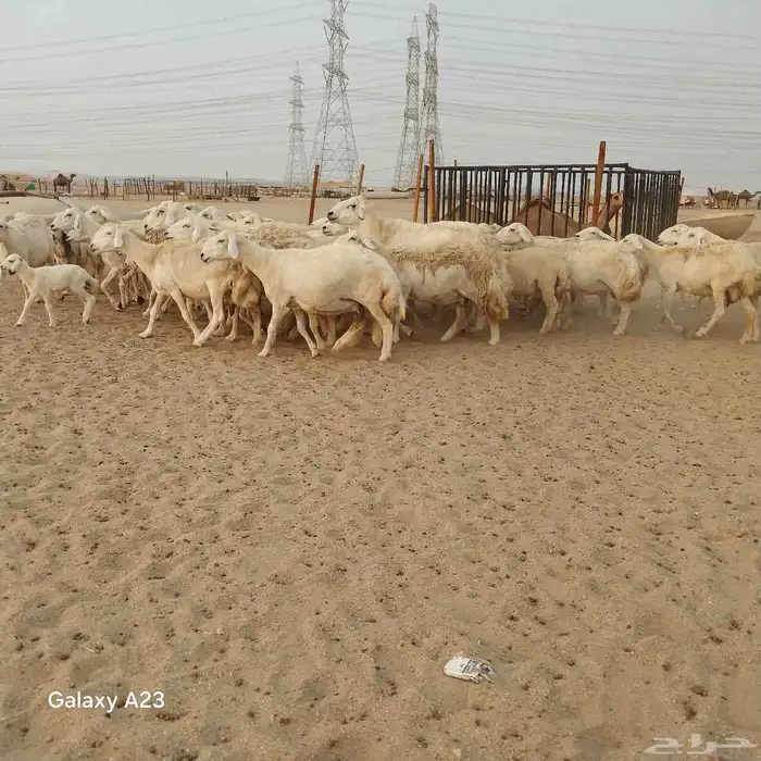 أعرض لكم غنم حريات خلفات وجنب العدد 37تحتها 18الغنم طيبه بال 4