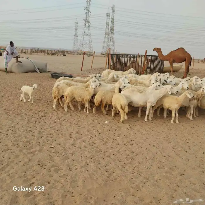 أعرض لكم غنم حريات خلفات وجنب العدد 37تحتها 18الغنم طيبه بال 5