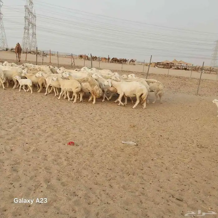 أعرض لكم غنم حريات خلفات وجنب العدد 37تحتها 18الغنم طيبه بال 2
