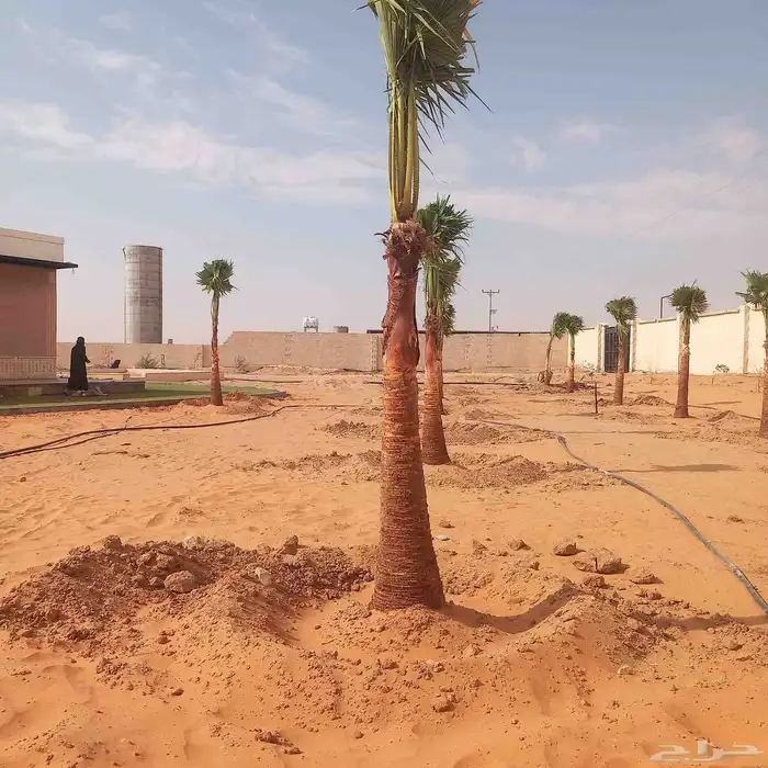 نخل مزراع الغاط المجمعه الزلفي سدير توصيل جميع مناطق المملكة 2