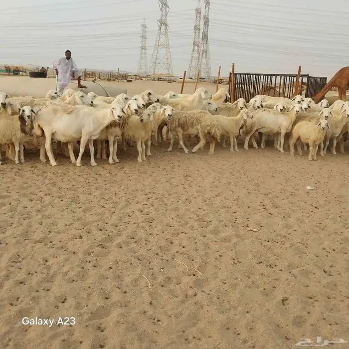 أعرض لكم غنم حريات خلفات وجنب العدد 37تحتها 18الغنم طيبه بال 7