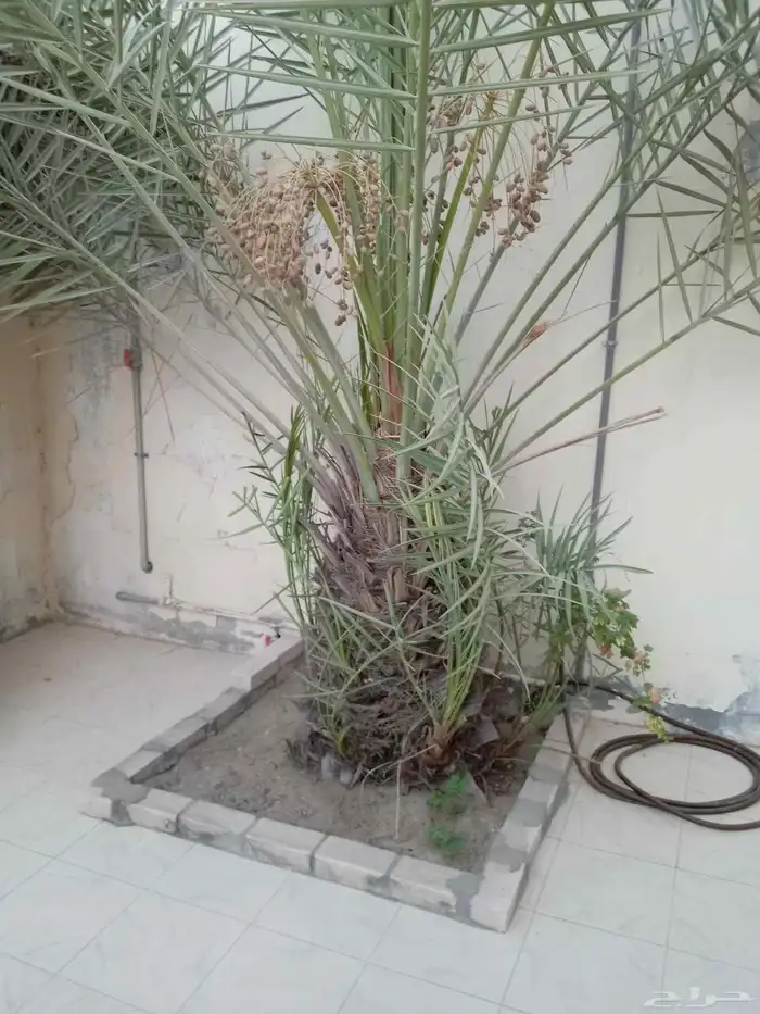 ابوياسين لبيع جميع انواع النخيل البلدي والواشنطن 6