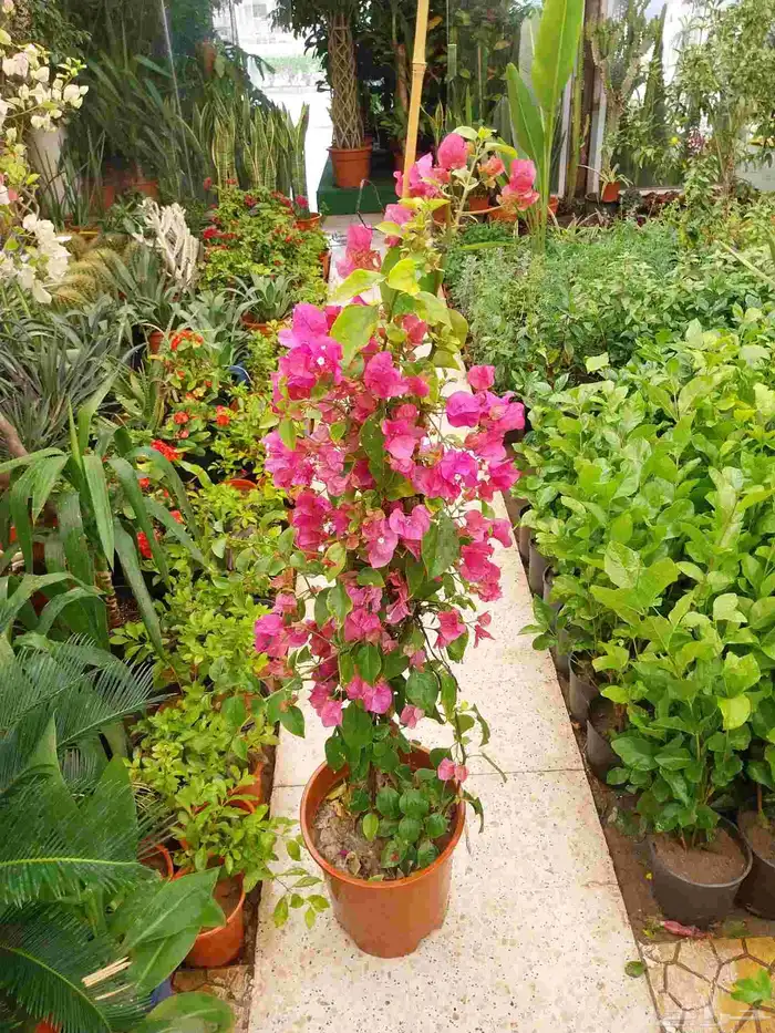 التواصل وتس او جوال 1