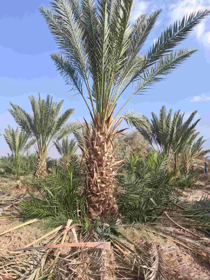 نخل برني وروثانه للبيع بسعار مناسبه 6