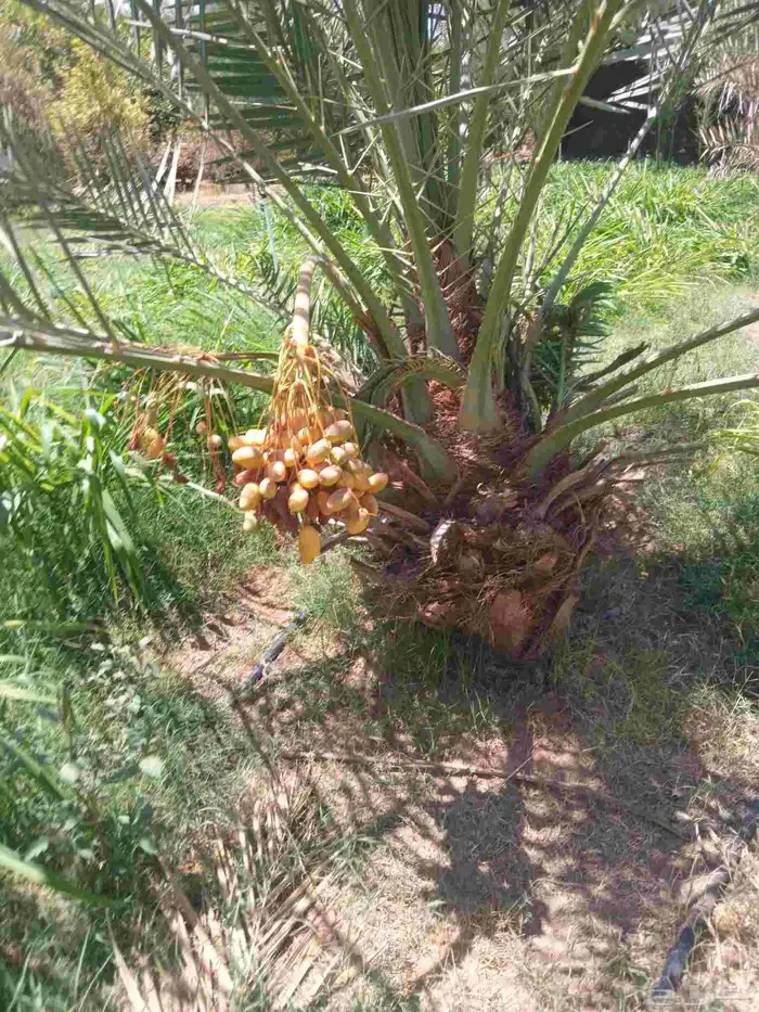 نخل البيع نخيل فسايل نقايل اخلاص برحي شيشي مجدول نخيل عربي 0