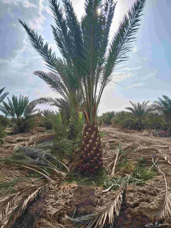 نخل برني وروثانه للبيع بسعار مناسبه 5