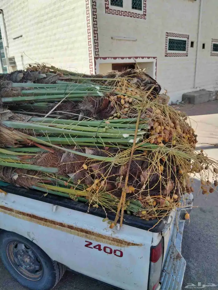 نخل اللقصيم اللبيع 0