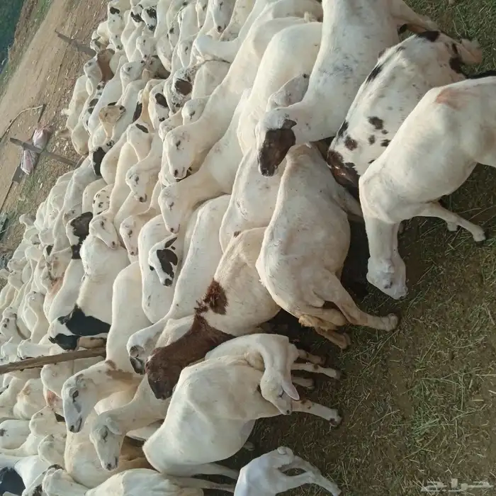 يوجد لدينا ضان رفيديات قرايب موالدات الموق جيزان مرح واحد 2