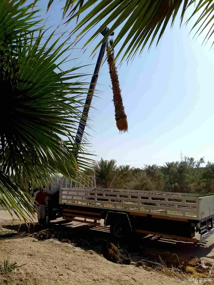 نخل وشنطني زينه 1