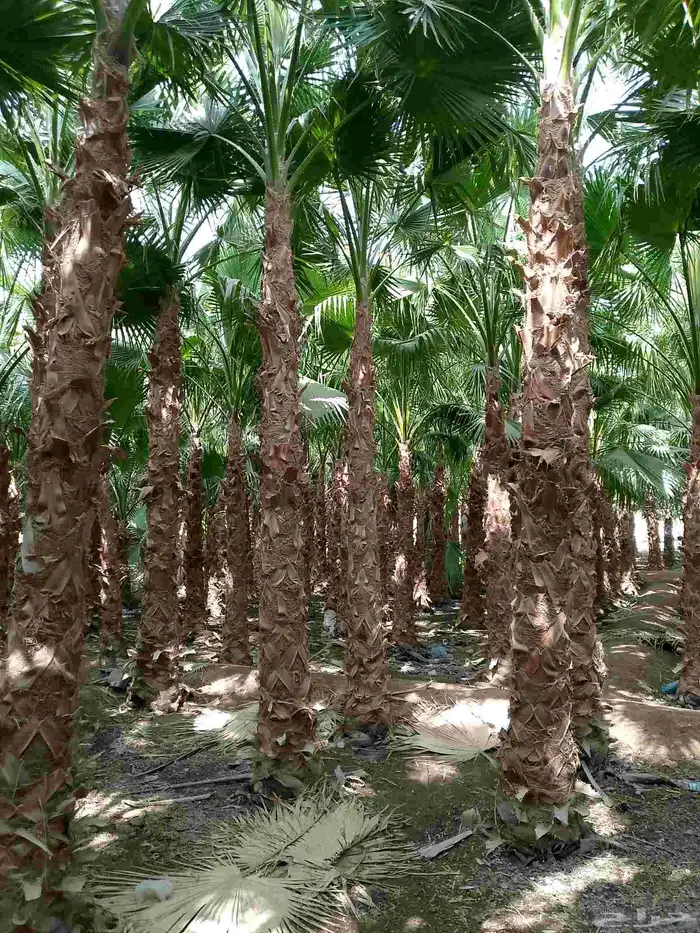 نخل وشنطني زينه 5