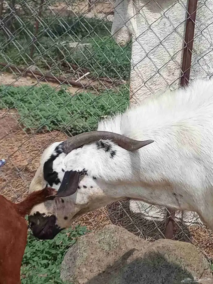بيشي صنف ومشروط 6