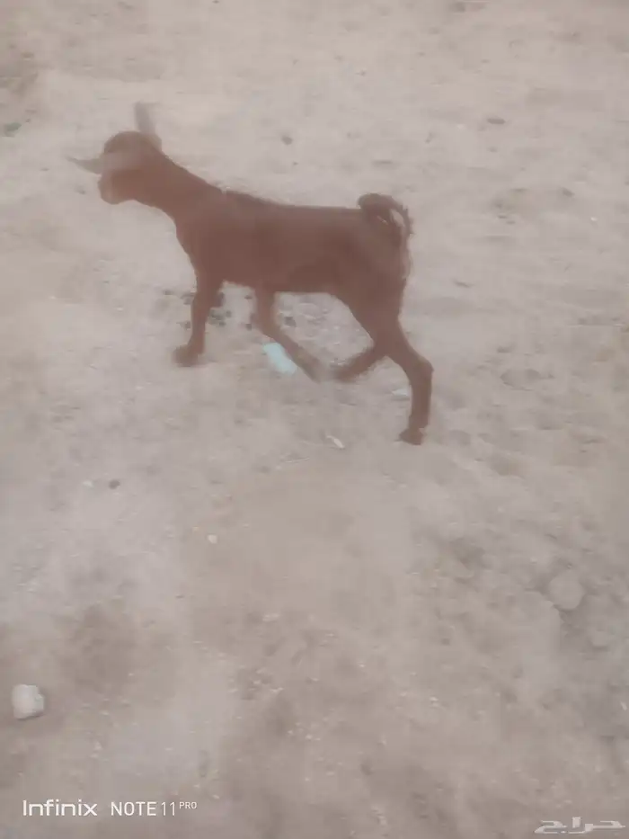 جفره محايليه ترضع تم البيع 0