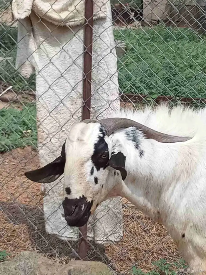 بيشي صنف ومشروط 3
