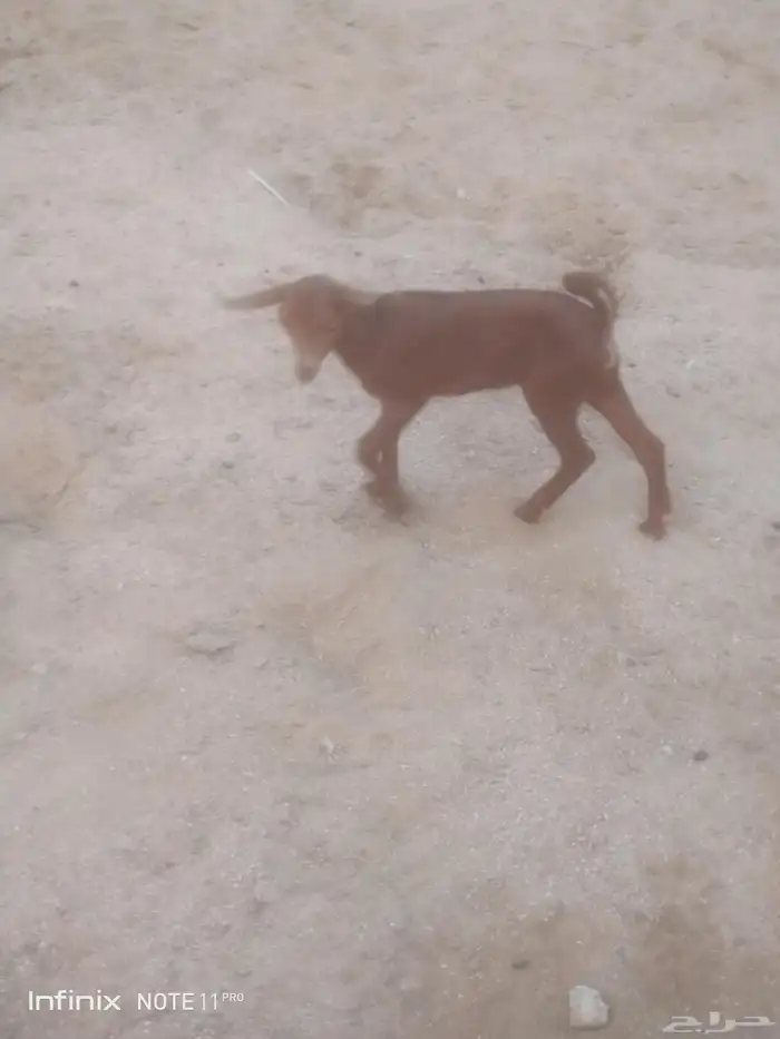 جفره محايليه ترضع تم البيع 1