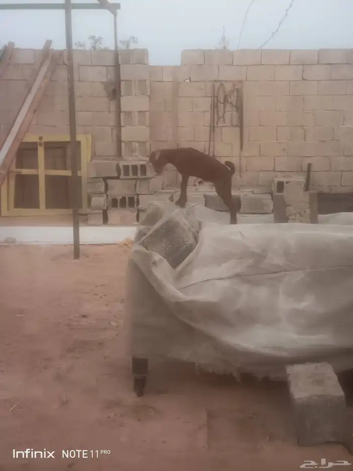 جفره محايليه ترضع تم البيع 2