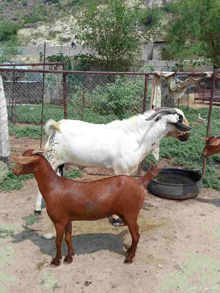 بيشي صنف ومشروط 1