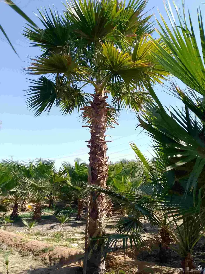 نخل وشنطني زينه 9