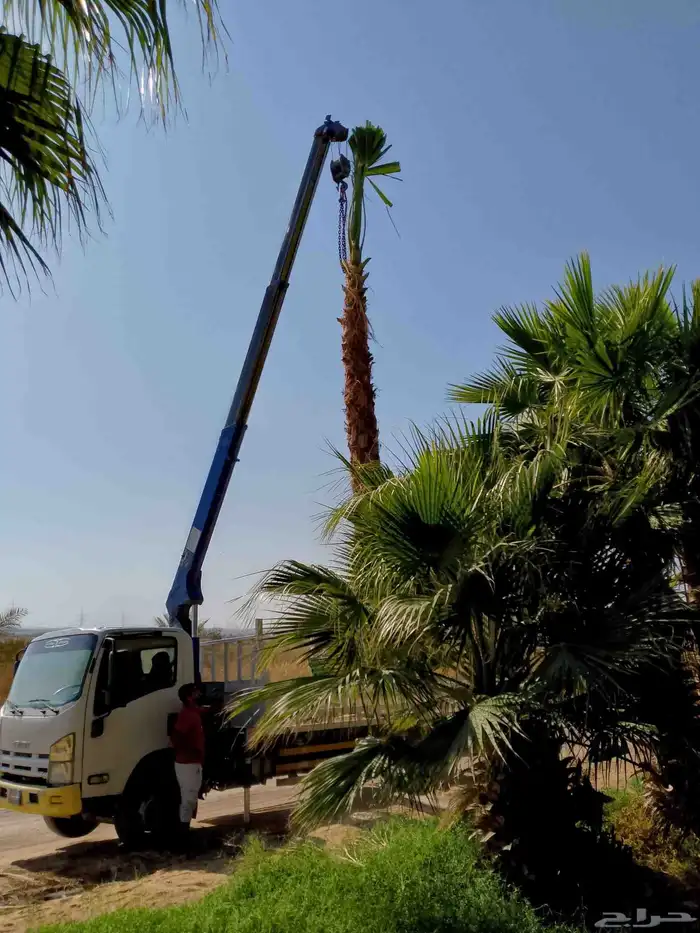 نخل وشنطني زينه 3