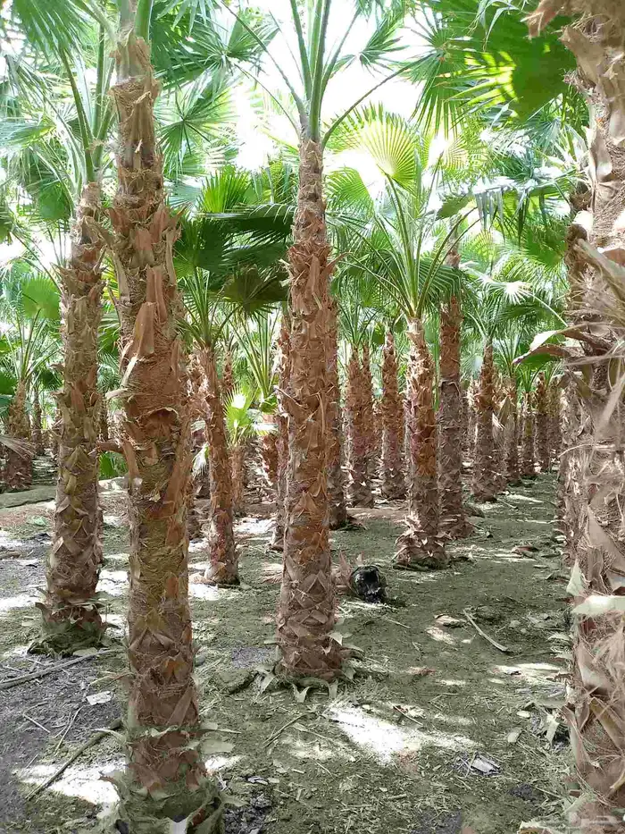 نخل وشنطني زينه 4