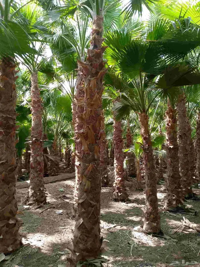 نخل وشنطني زينه 6