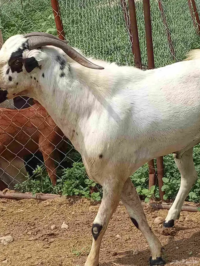 بيشي صنف ومشروط 5