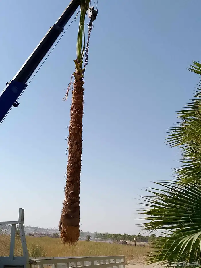 نخل وشنطني زينه 0