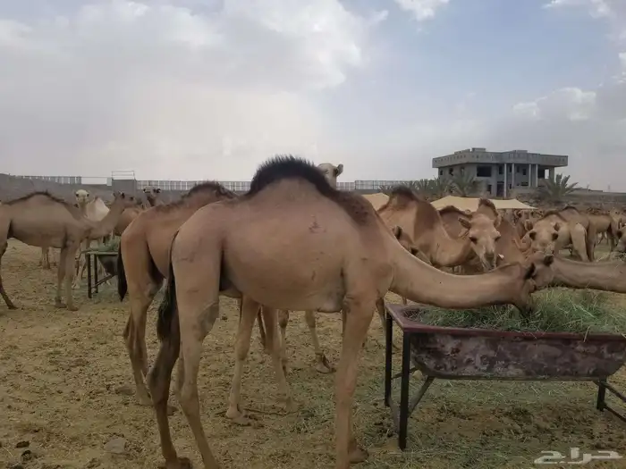 ما شاء الله تبارك الله جمال فل شحم 6