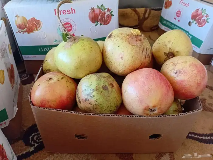 رمان بيده للبيع مع توصيل مجاني للمنزل 0