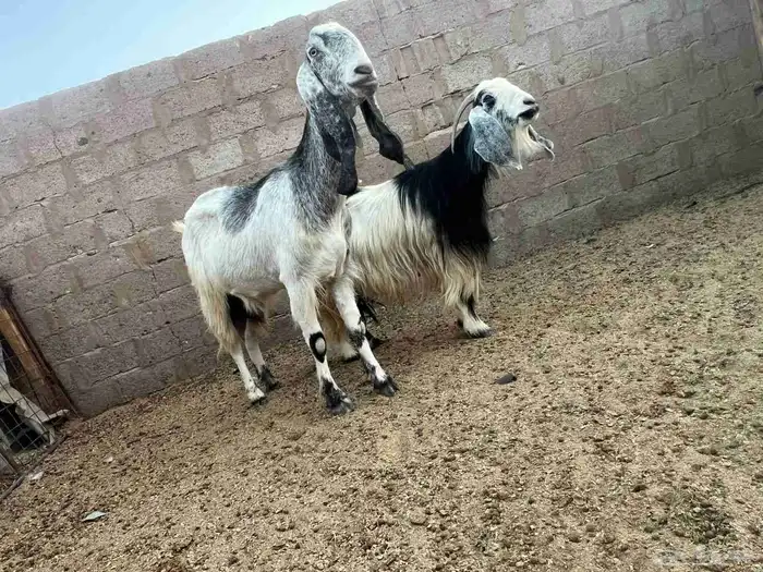 البيع نعجه نجديه وعنزين 3