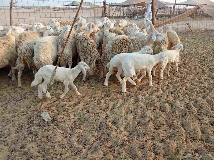 غنم حريه العدد 45تحتها 5 9