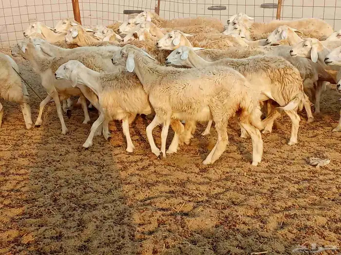 غنم حريه العدد 45تحتها 5 3