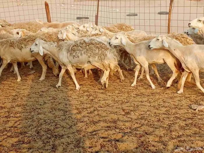 غنم حريه العدد 45تحتها 5 4