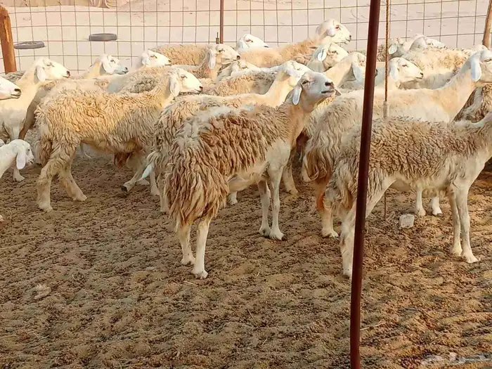 غنم حريه العدد 45تحتها 5 1