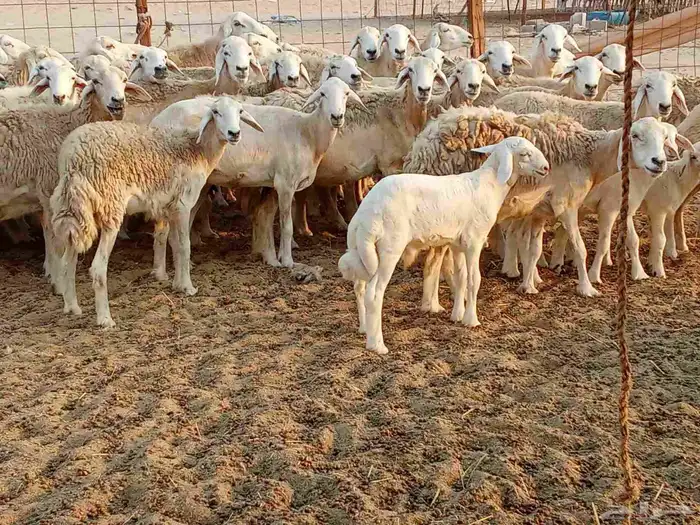 غنم حريه العدد 45تحتها 5 7