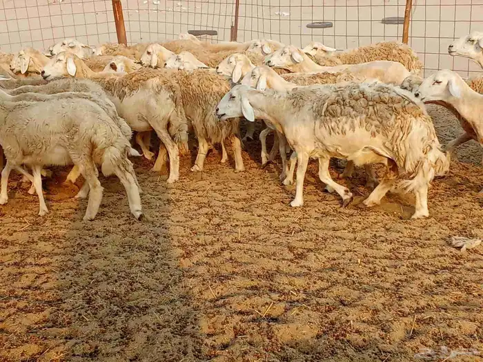 غنم حريه العدد 45تحتها 5 0