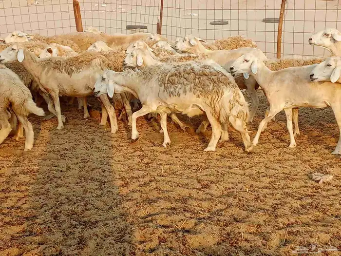 غنم حريه العدد 45تحتها 5 2