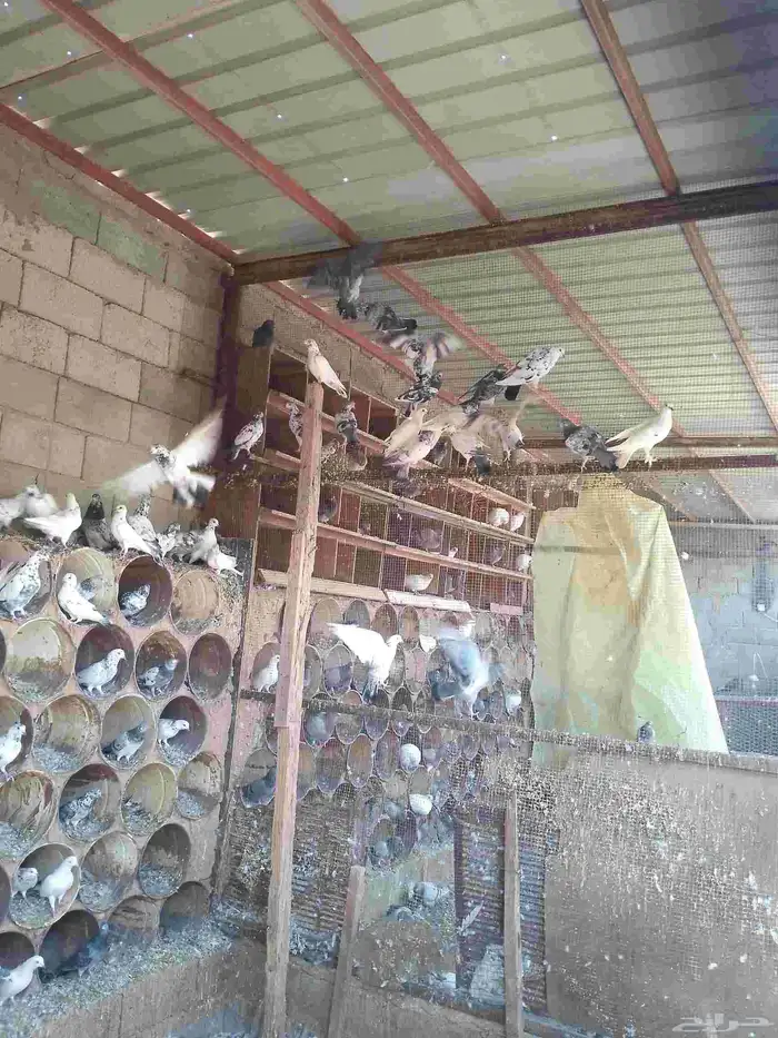 حمام هندي 0
