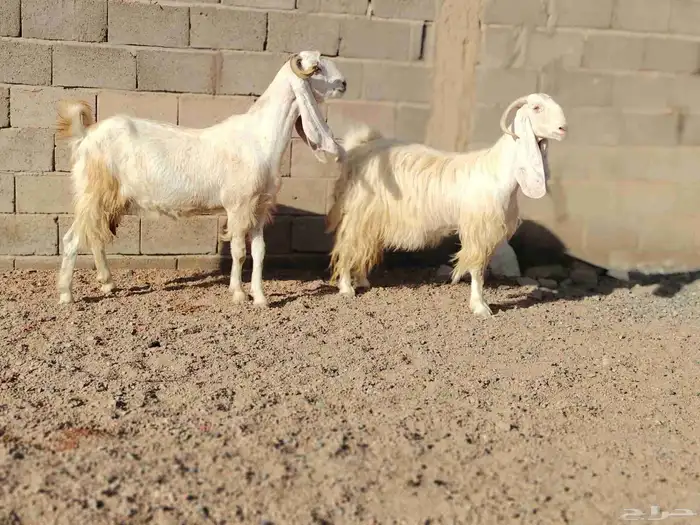 معزه مشاريك العدد 2 سن سدس ديد سلم وحده مضرع عل فحص 2
